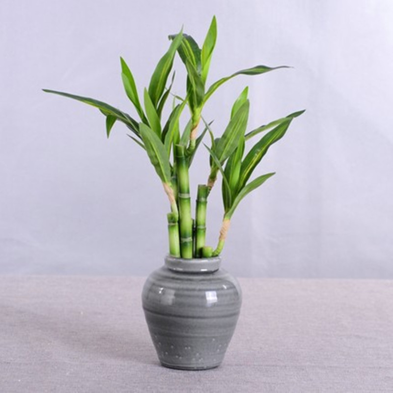 Nouvelle plante artificielle B - Desk Setup Plant avis et prix